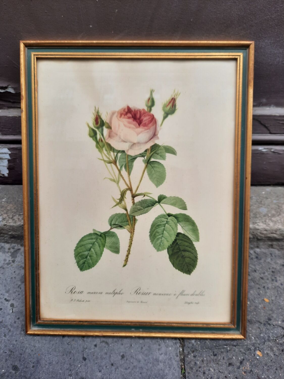 Framed botanical plate