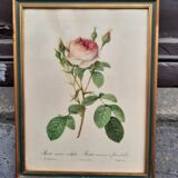 Framed botanical plate