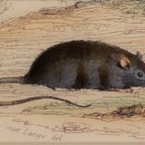 Original zoological plate "Rat - Squirrel - Field mouse - Mouse" Buffon 1840