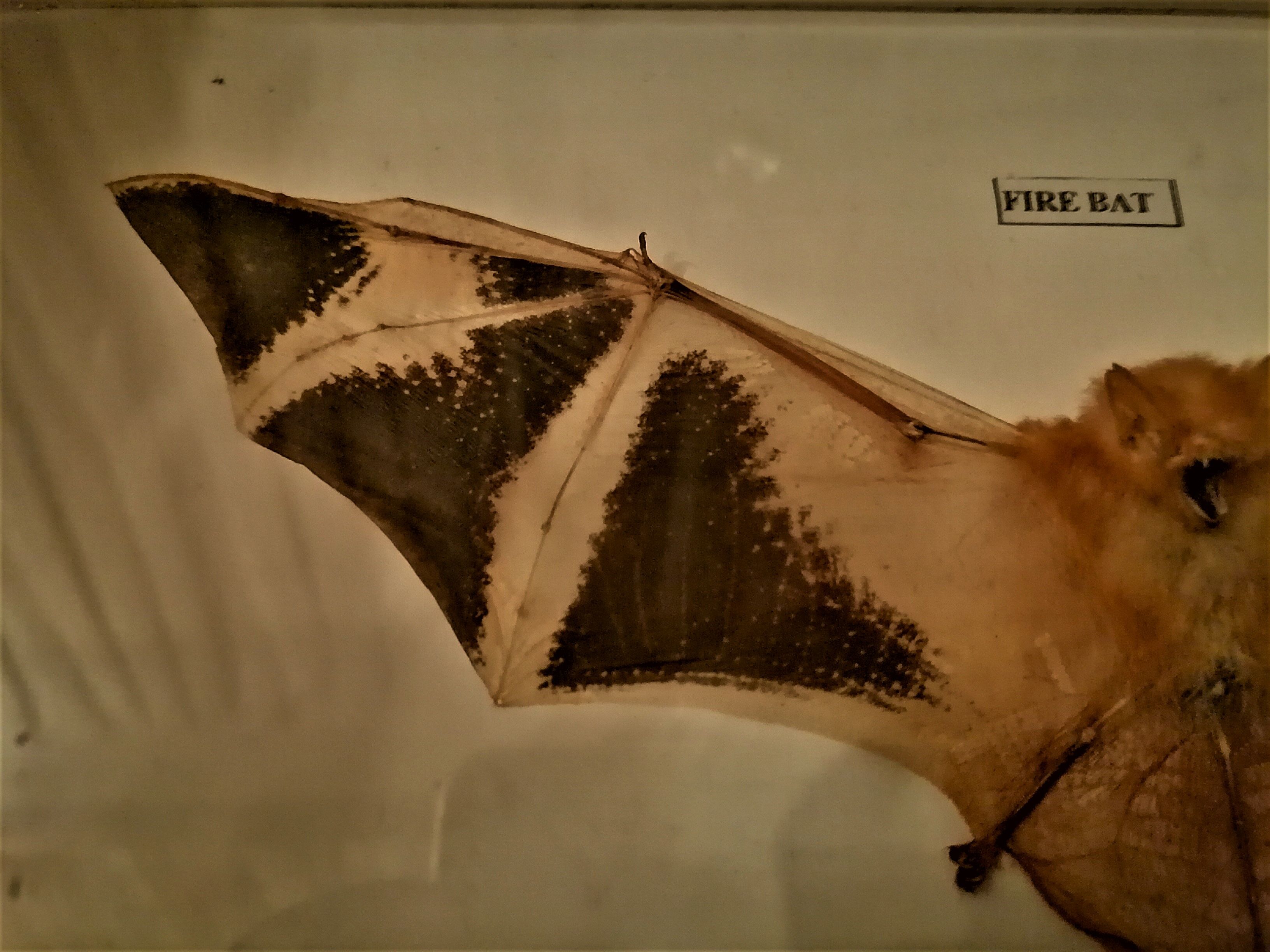 Curiosity, taxidermy, entomology, stuffed bat