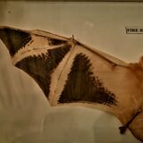 Curiosity, taxidermy, entomology, stuffed bat