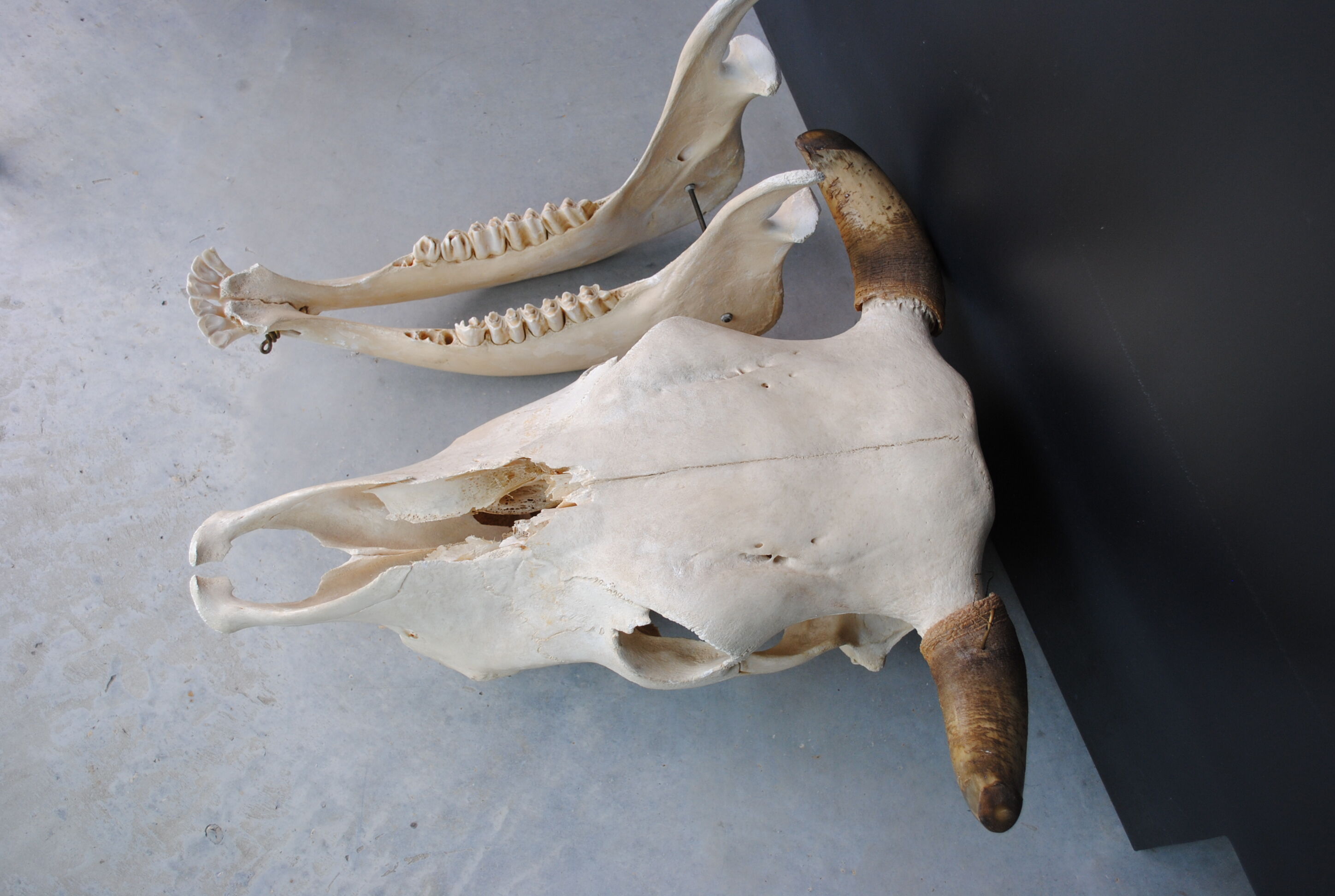 Skull of bovine