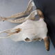 Skull of bovine