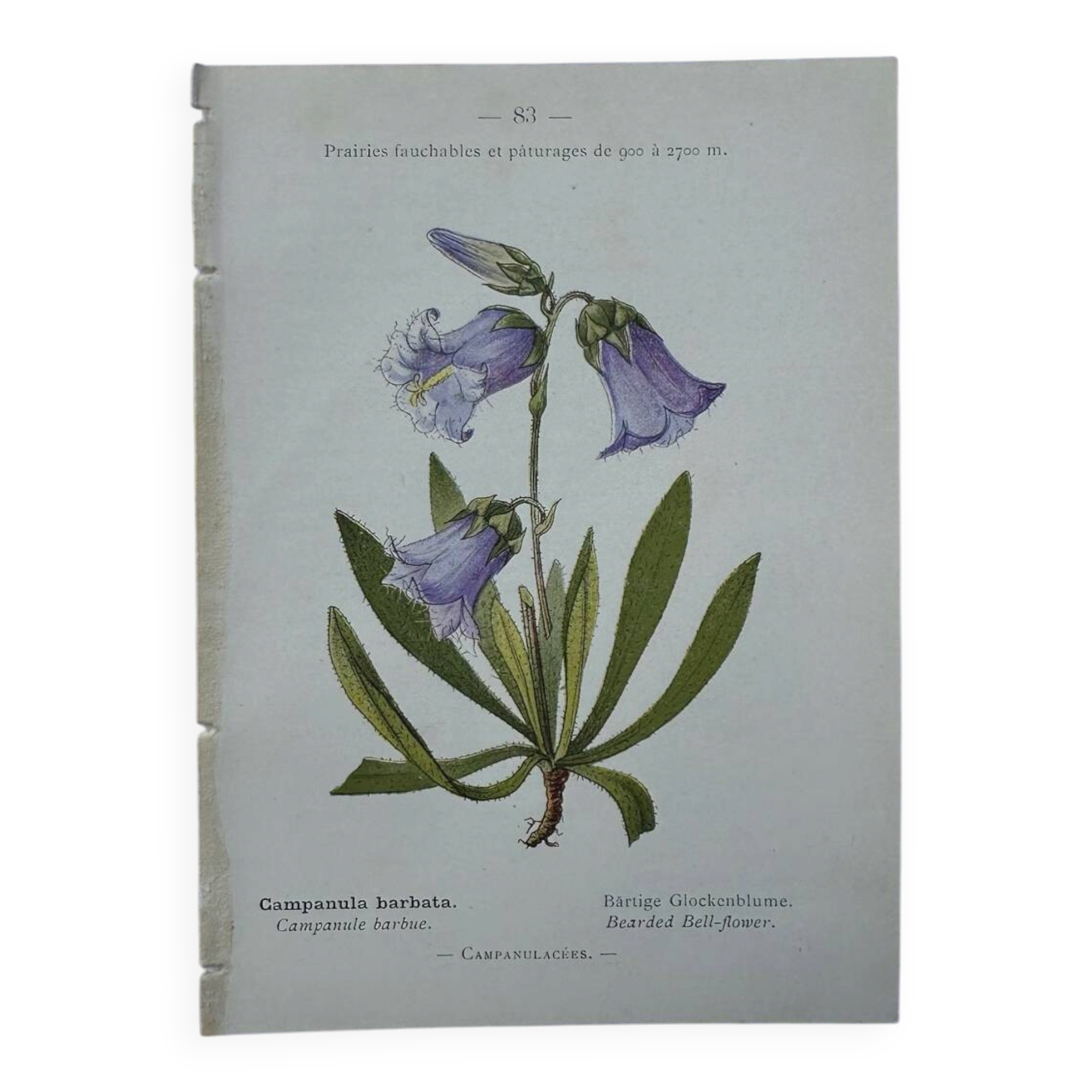 Old botanical engraving naturalist plate 18th century double-sided