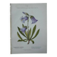 Old botanical engraving naturalist plate 18th century double-sided