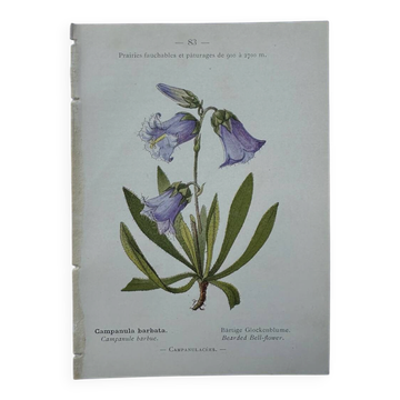 Old botanical engraving naturalist plate 18th century double-sided
