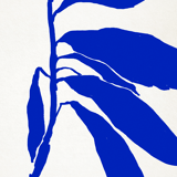 Botanical illustration in blue, 50x70cm