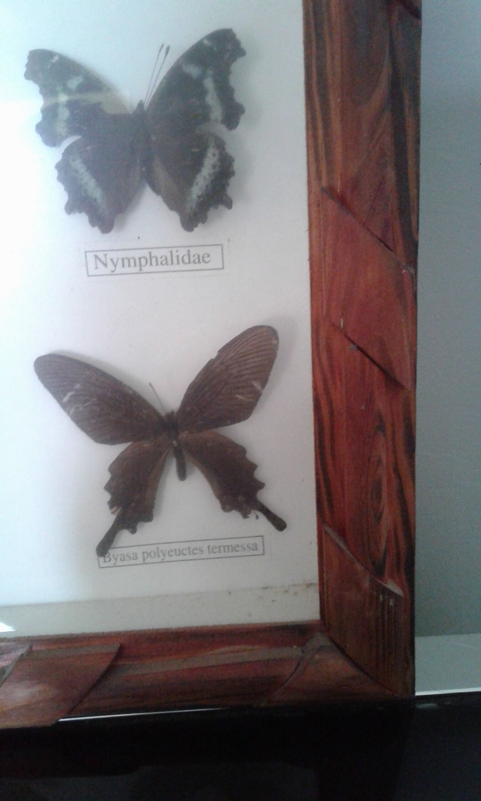 Butterfly frame under glass