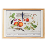 Small poster on insects and plants, based on an old engraving