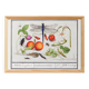 Small poster on insects and plants, based on an old engraving