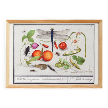 Small poster on insects and plants, based on an old engraving