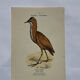 🐦 Botanical Plate Engraving of Birds Naturalist 19th Century Double-Sided A