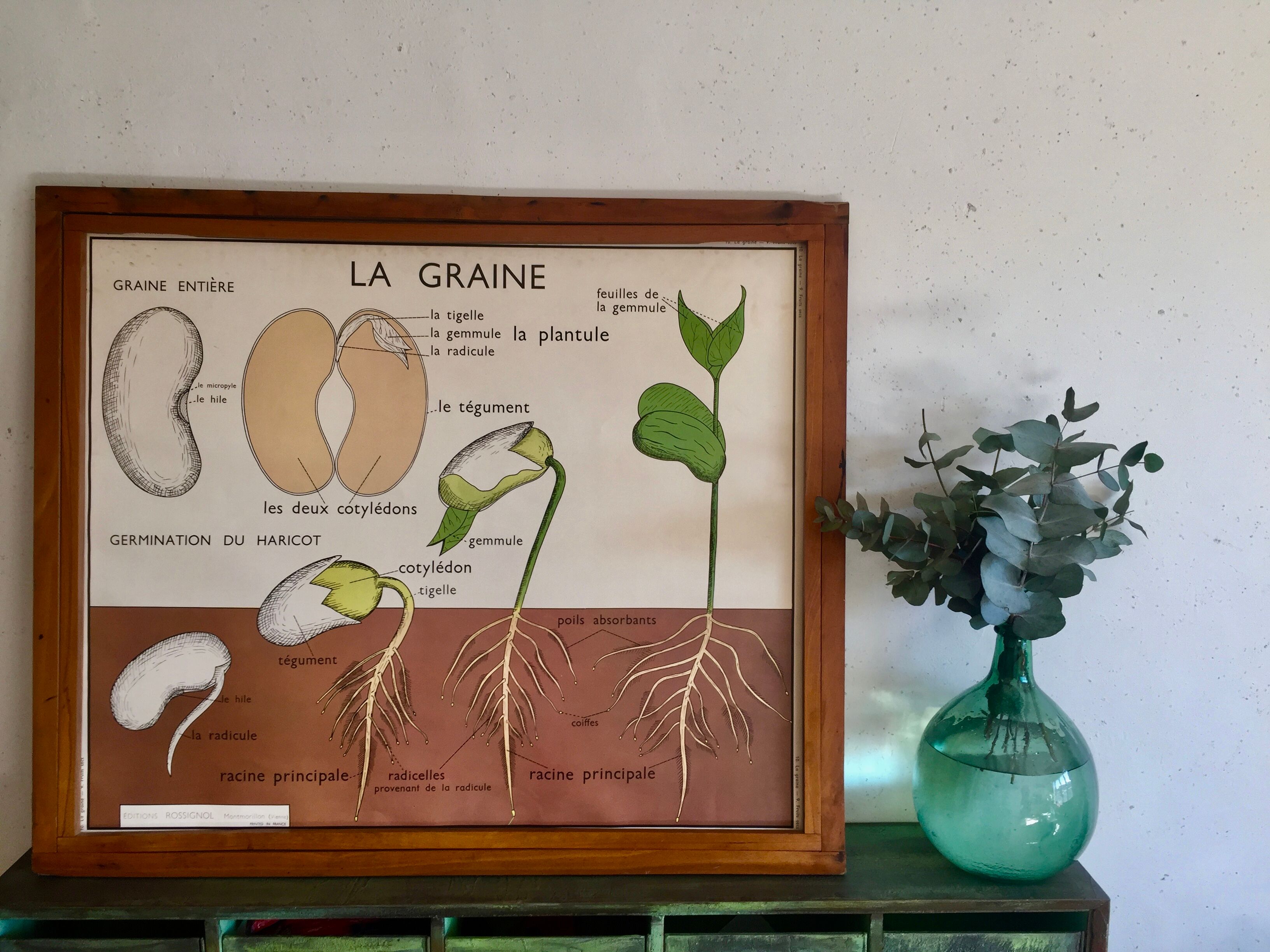 Pedagogical poster Rossignol dry fruits and seed years 60