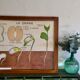 Pedagogical poster Rossignol dry fruits and seed years 60