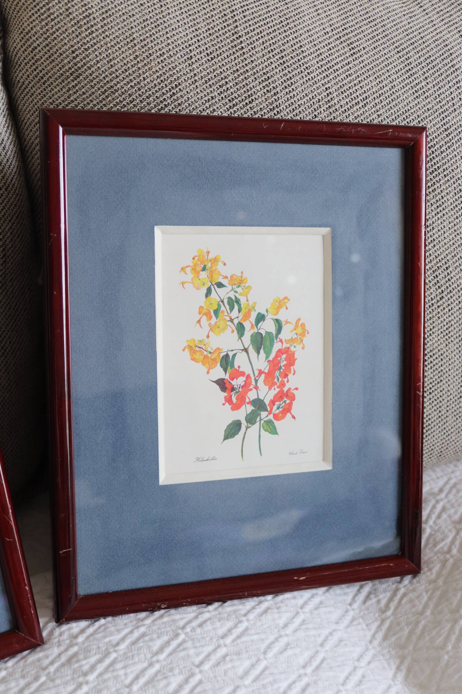 3 botanical illustrations flowers Claude vinçon