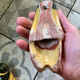 Set of 2 cicadas yellow ceramic vintage