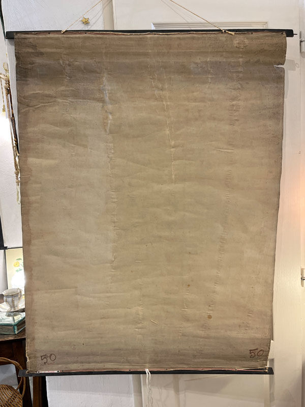 Old Deyrolle board "The potato"