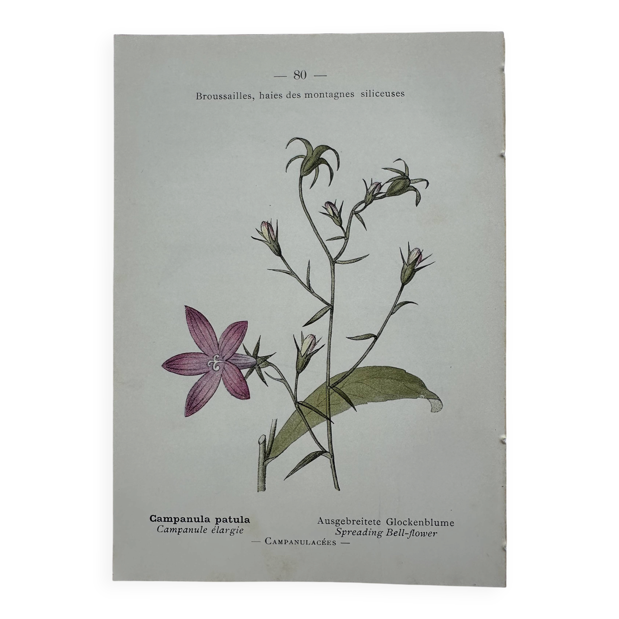 Vintage botanical lithograph naturalist plate France