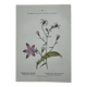 Vintage botanical lithograph naturalist plate France
