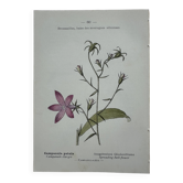 Litho naturaliste planche botanique vintage France