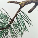 Old bird plate from the 1960s - Tree Pipit - Zoological and ornithological illustration