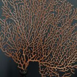 Cabinet of Curiosities red gorgon paramuricea clavata on base