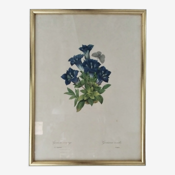 Lithograph "Gentian without stem" by PJ Redouté
