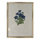 Lithographie "Gentiane sans tige" par PJ Redouté