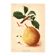 Botanical Engraving 1911 - Beaupry Pear by Guillot - fruit cuisine