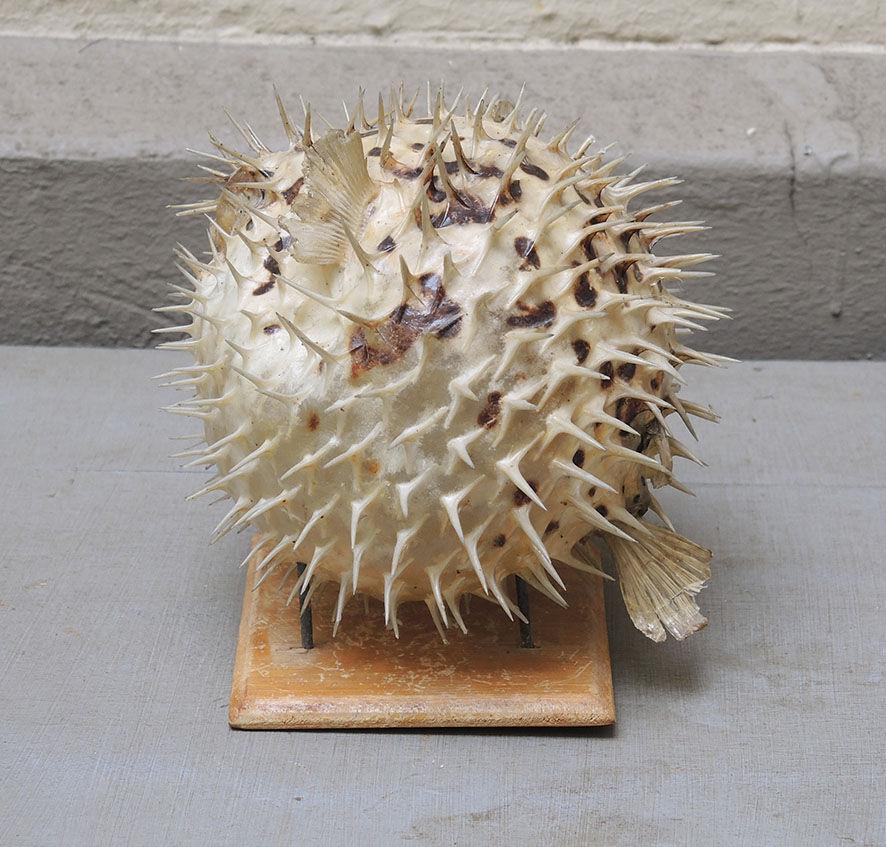 Naturalized diodon
