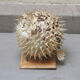 Naturalized diodon