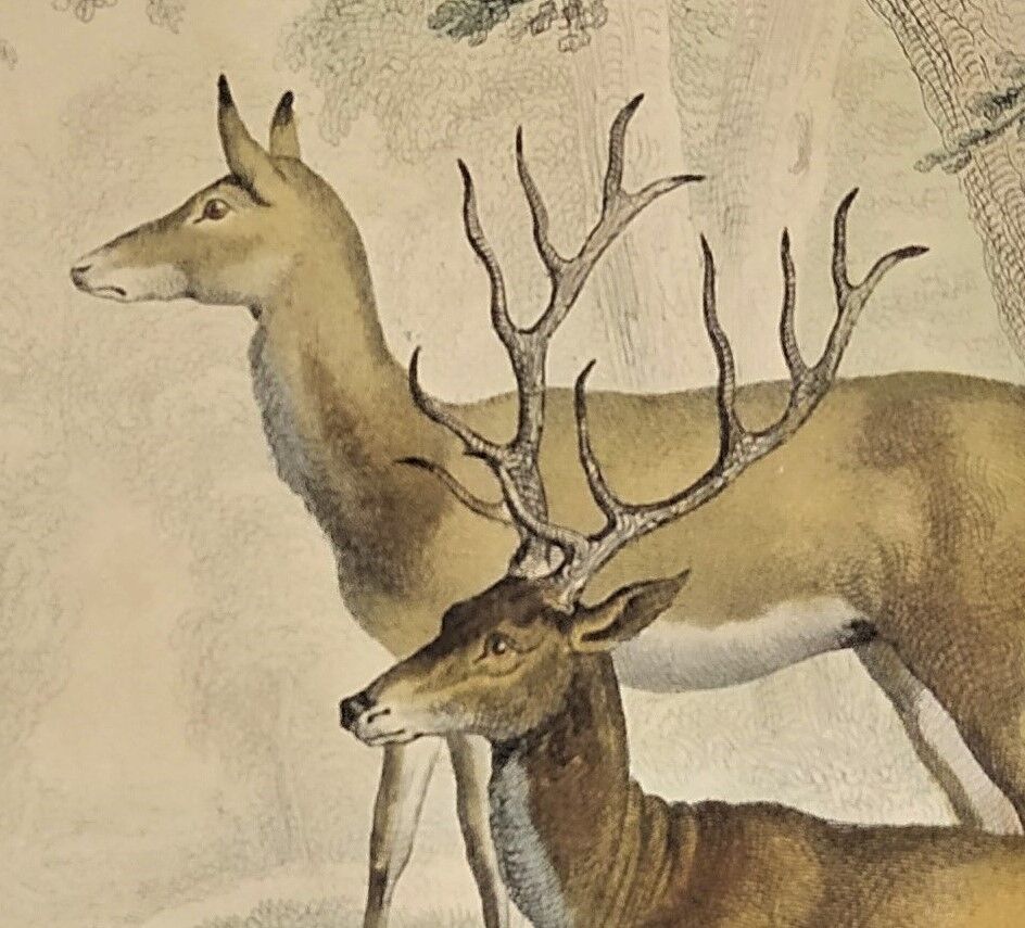 Original zoological plate of 1839 " Deer, Deer,.... "