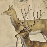 Original zoological plate of 1839 " Deer, Deer,.... "