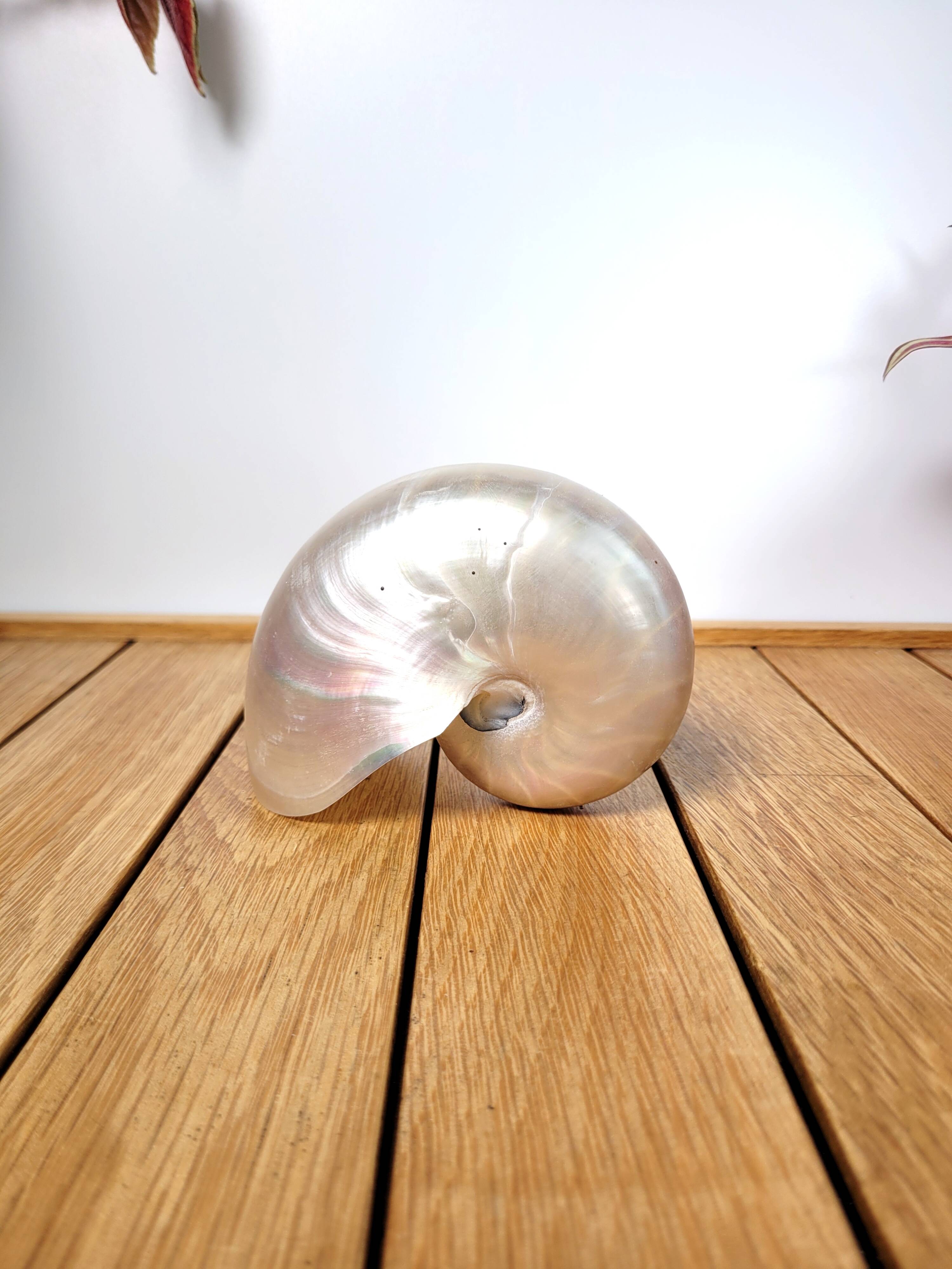 Pearly nautilus shell or curiosity nautilus 6cm