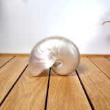 Pearly nautilus shell or curiosity nautilus 6cm