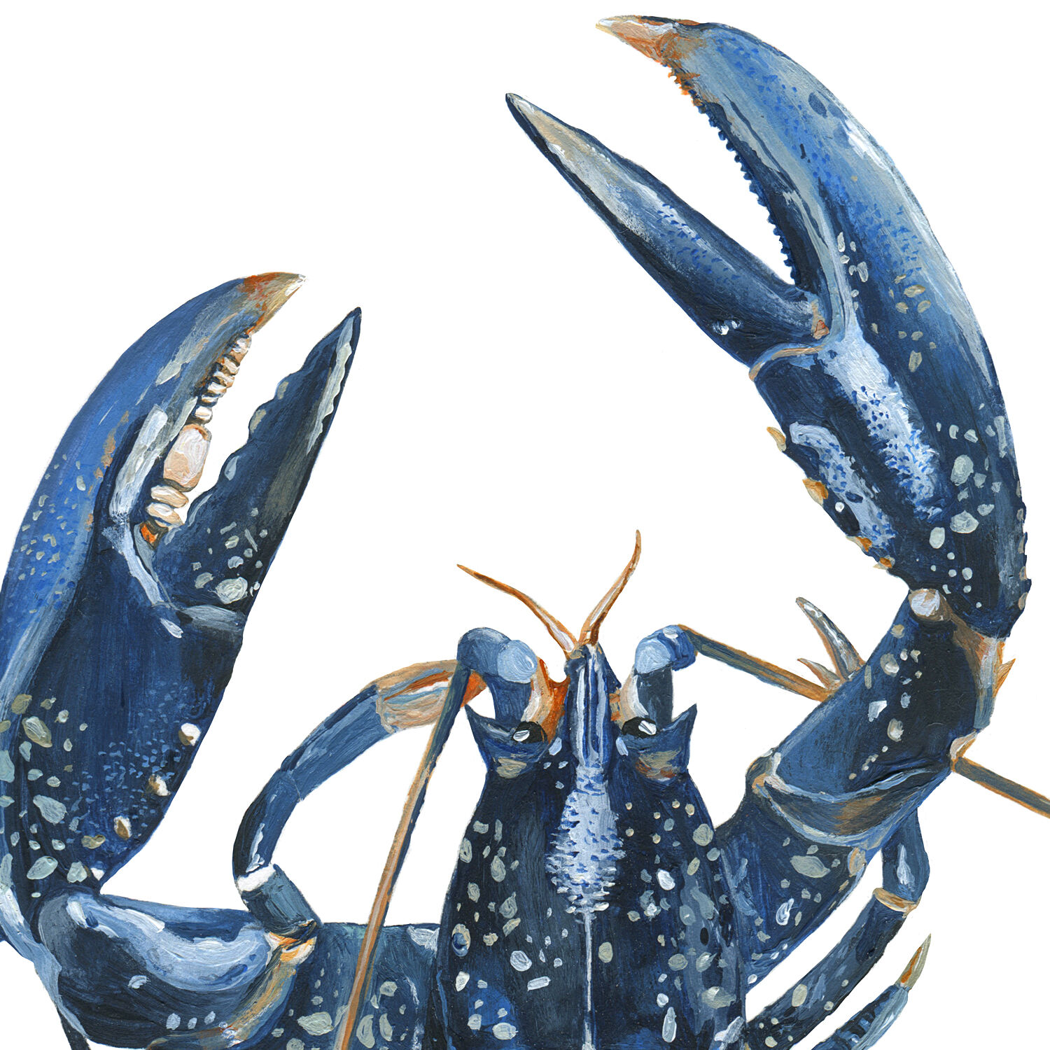 "Lucie" the blue lobster, art print 20/30cm