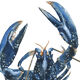 "Lucie" the blue lobster, art print 20/30cm
