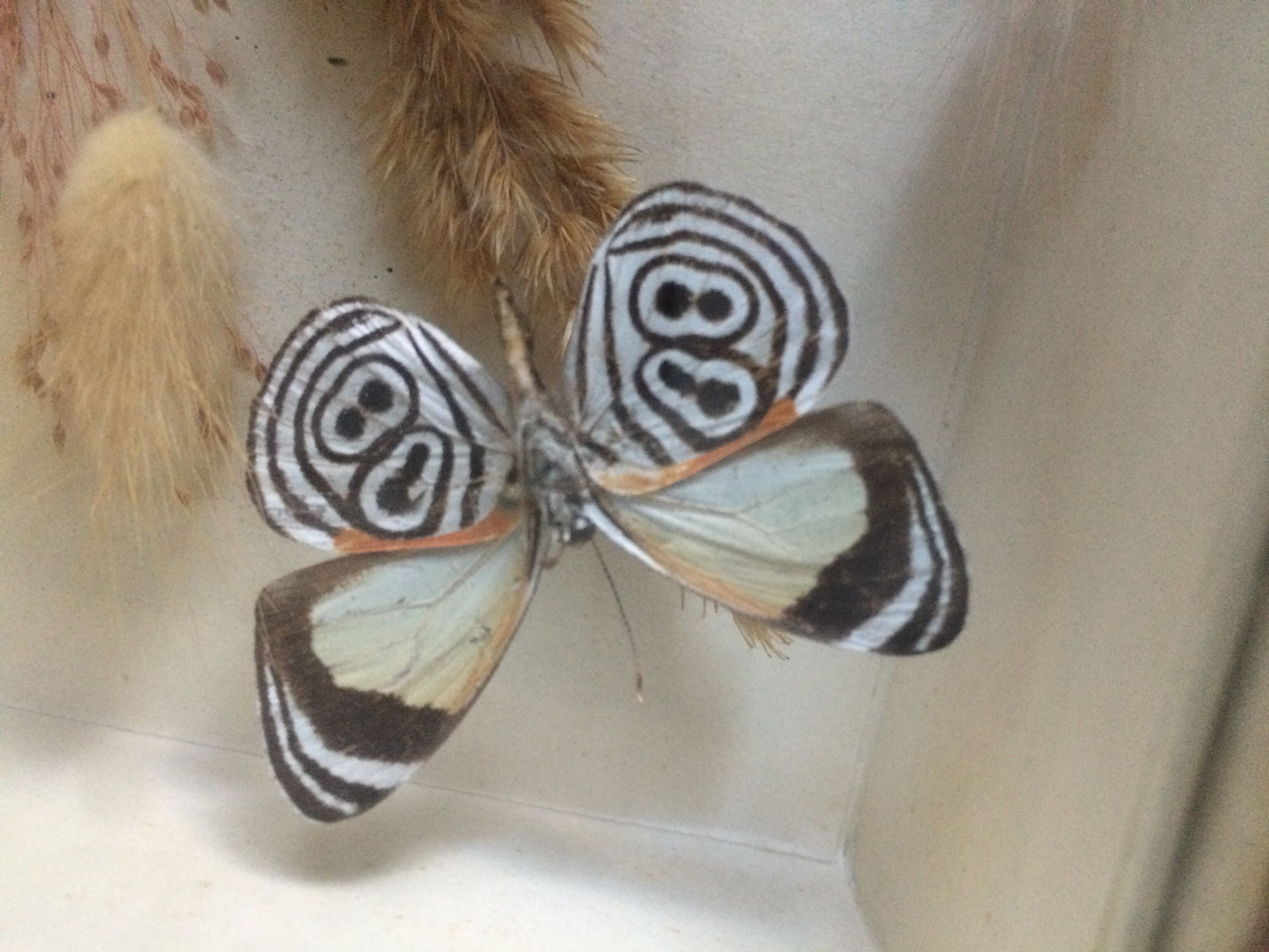 Butterfly frame taxidermy