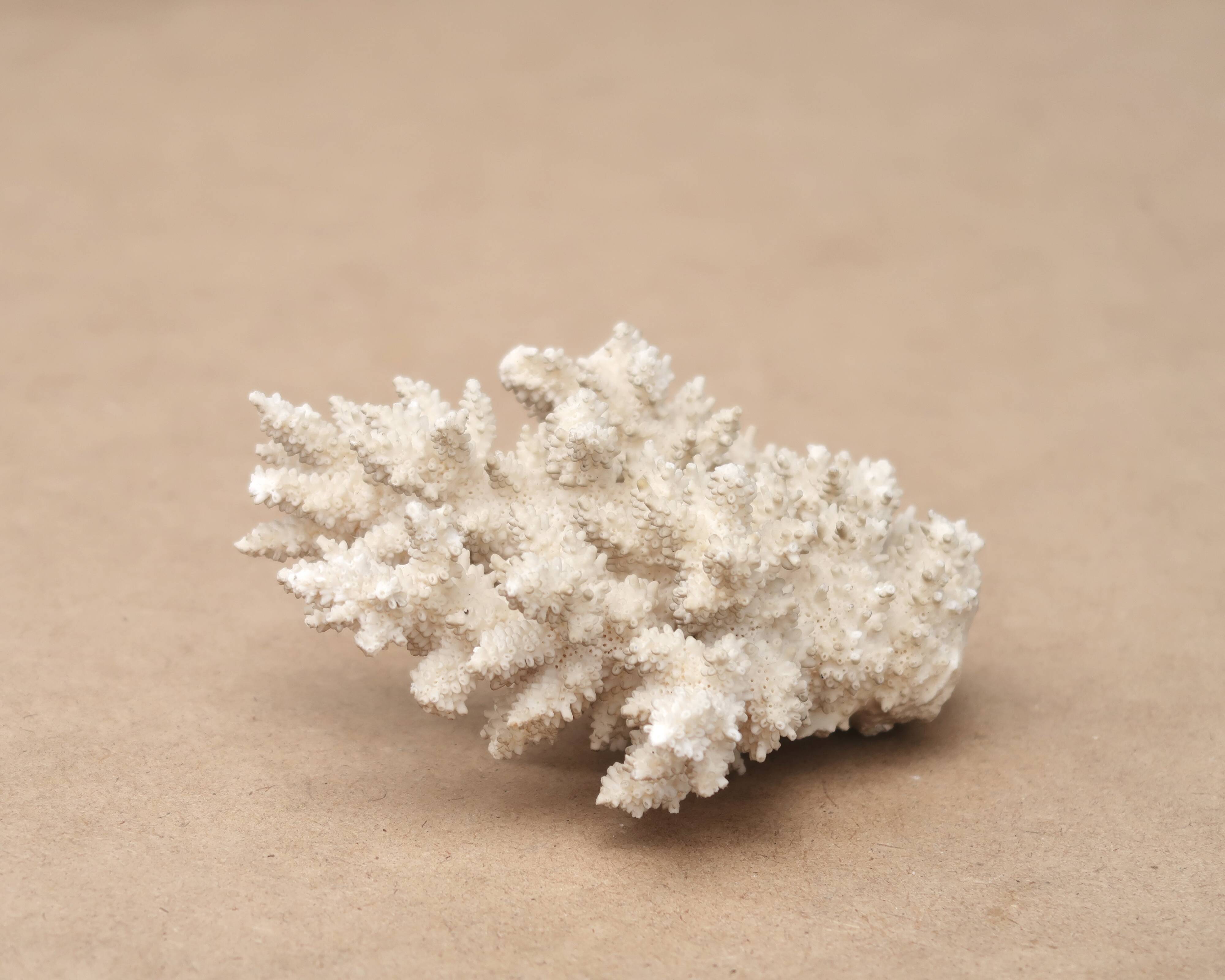 White coral, 50s