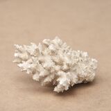 White coral, 50s