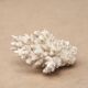 White coral, 50s