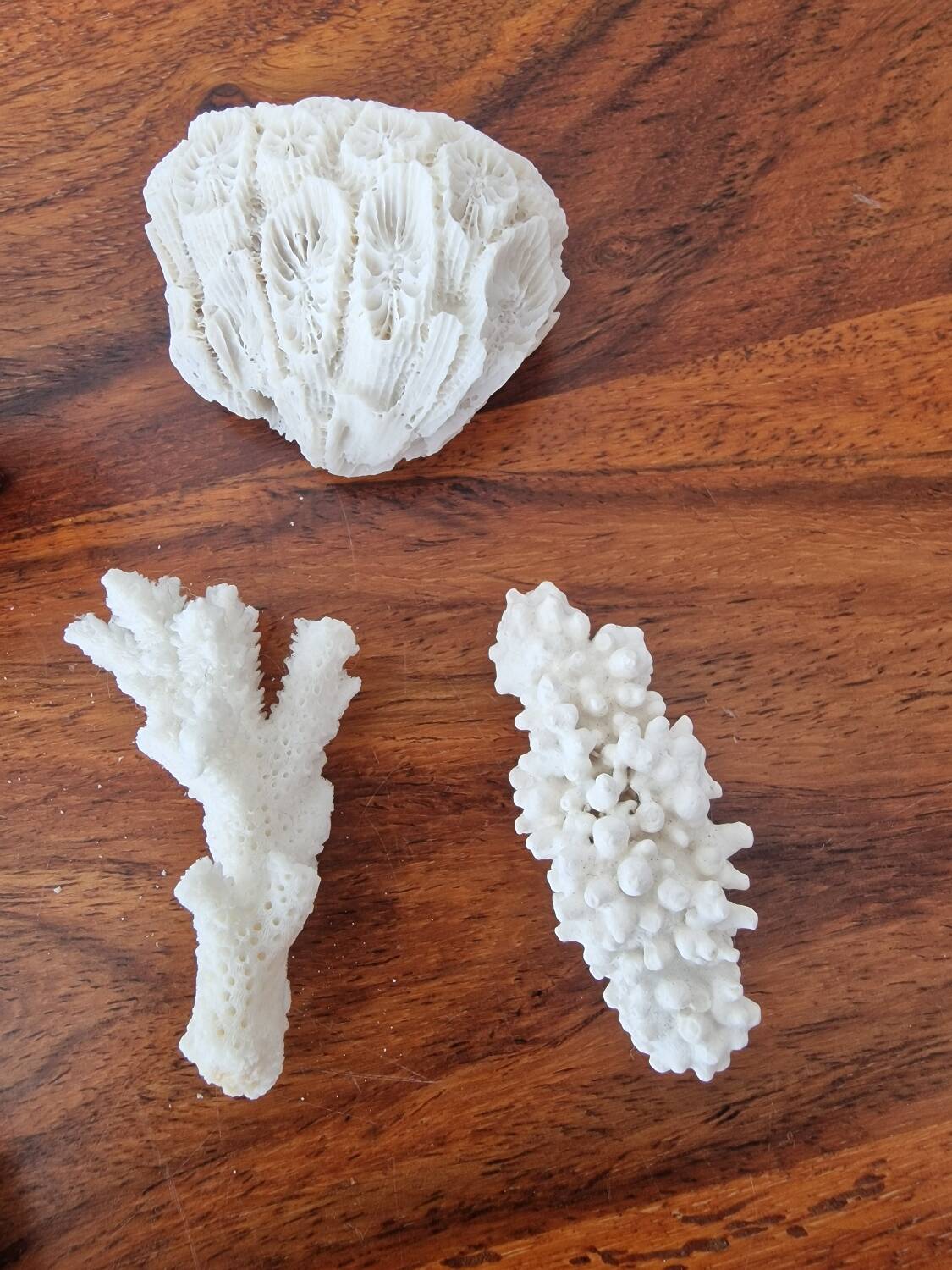 Lot of 5 corals