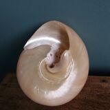 Pearly spiral cone shell