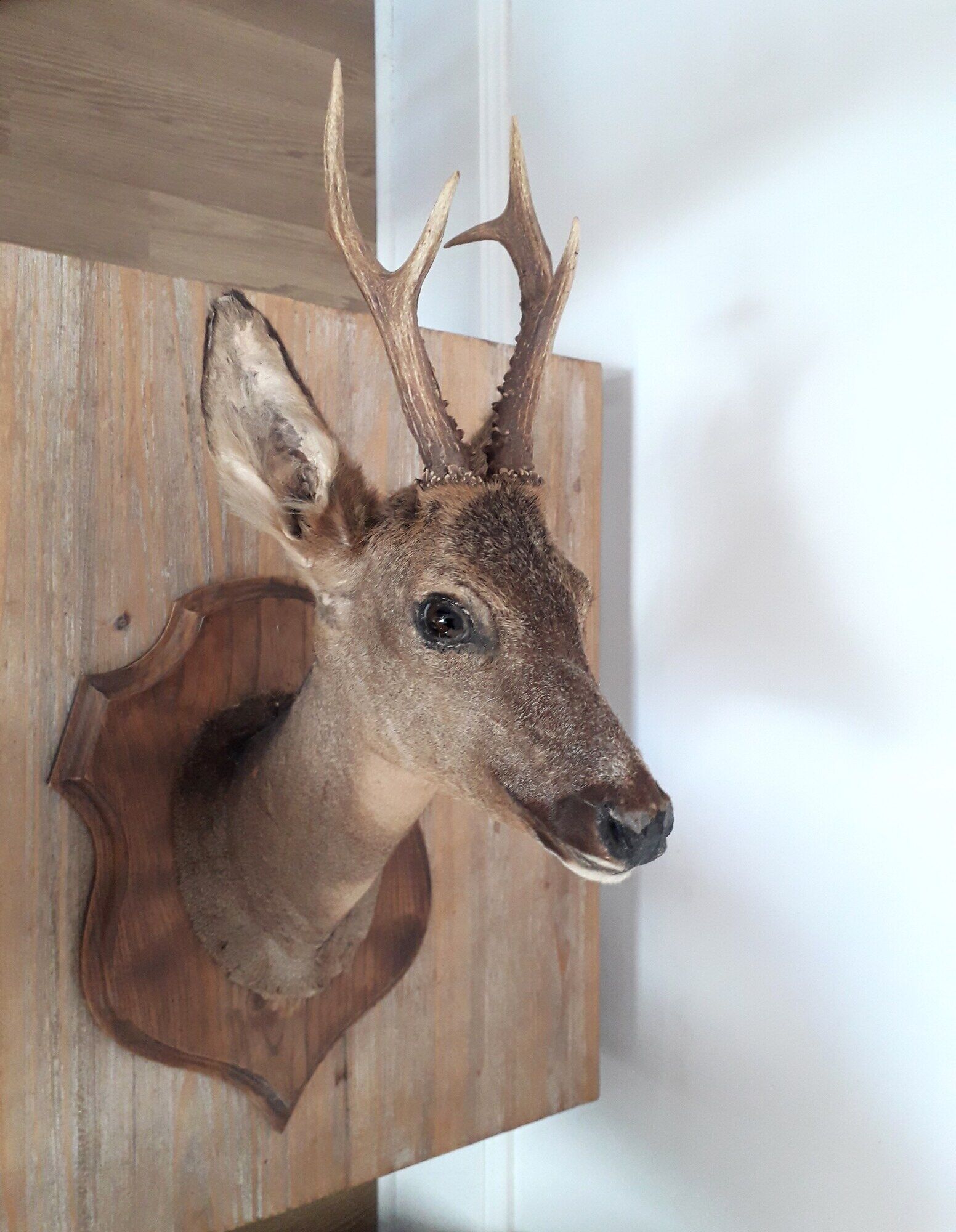 Taxidermy naturalized deer on wooden squifer - 1986