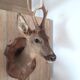 Taxidermy naturalized deer on wooden squifer - 1986