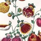 Old poster - Botanical plate from 1854