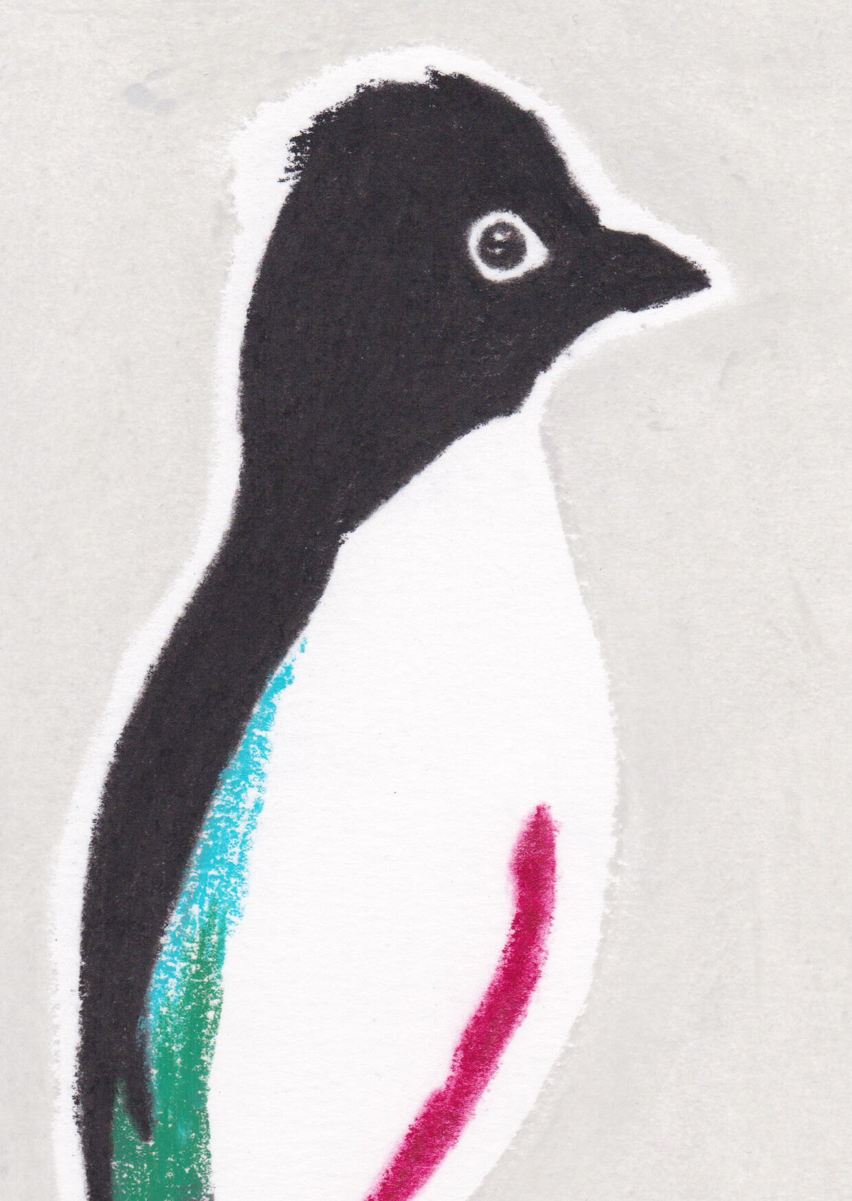 Bird "Pitta maxima" - Original drawing