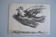 Picasso Lithographie originale 1959 La colombe en vol 38x28cm