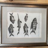 Fish engraving