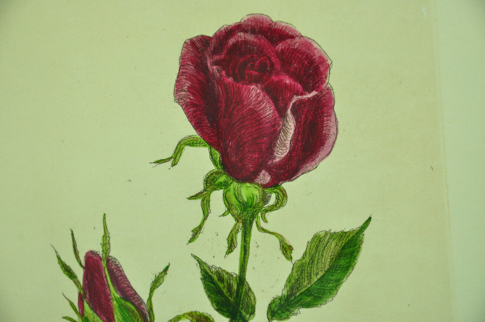 Pair of ancient lithographs of signed floral engravings to be identified